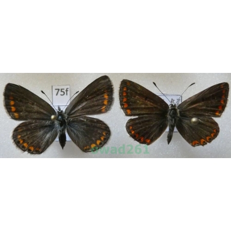 Aricia agestis (Denis & Schiffermüller, 1775) pair Modraszek agestis Poland75f